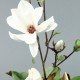 Moon silver M - Magnolia blanc (79189)