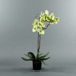 Cube black Orchid 80cm