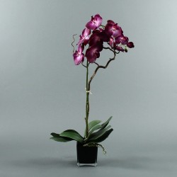 Cube black Orchid 80cm