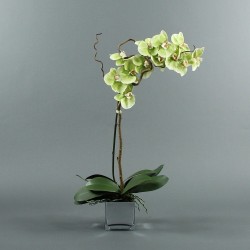 Cube silver Orchid 80cm