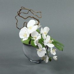 Moon silver Orchid 40cm