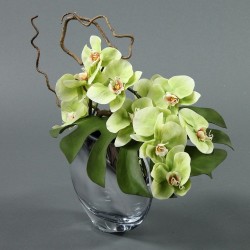 Moon silver Orchid 40cm