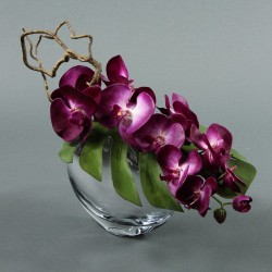 Moon silver Orchid 40cm