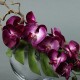 Moon silver M - Orchidée fushia (76584)