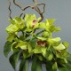 Moon silver M - Orchidée cymbidium vert (78748)