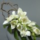 Moon silver M - Orchidée cymbidum blanc (78731)