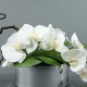Round silver - Orchidée blanc (60422)