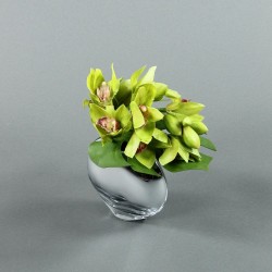 Moon Silver S - Orchidée Cymbidium vert