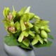 Moon Silver S - Orchidée Cymbidium vert