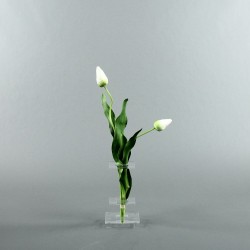 Flat S - Tulipe bouton blanc