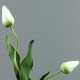 Flat S - Tulipe bouton blanc