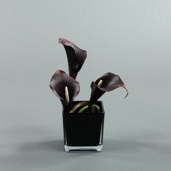 Black Cube Arum 26cm