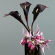 Cristal black - Orchidée spider, Arum pourpre