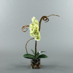 Cube M Clear - Orchidée vert