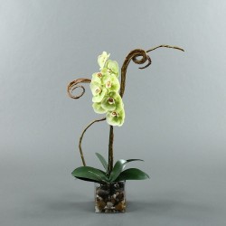 Cube Orchid plant 63cm