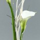Flat M - Bois flotté, Arum, Orchidée blanc