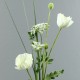 Flat S - Coquelicot blanc