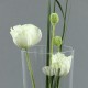 Conic L - Coquelicot blanc, Herbes