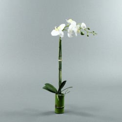 Bambou S - Orchidée longue blanc (80055)