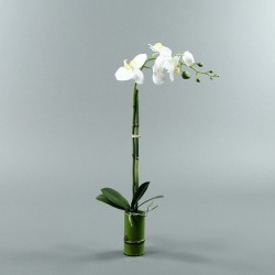 Bamboo S - Orchid tall White 72cm