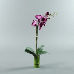 Bambou S - Orchidée longue fushia (80062)