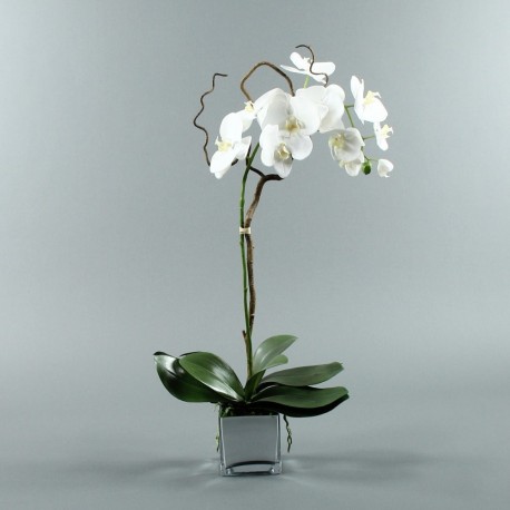 Cube silver L - Orchidée blanc (76997)