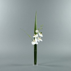Para S - Orchidée blanc (59846)