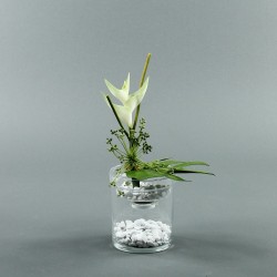 Exotic Aqua S - Heliconia blanc