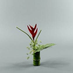 Bamboo S - Heliconia Red 40cm