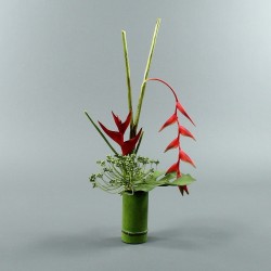 Bambou M - Heliconia rouge, Pendula rouge