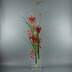 Flat XL - Heliconia rouge, Pendula rouge