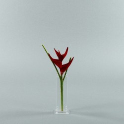 Para S - Heliconia red 36cm