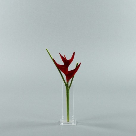 Para S - Heliconia rouge