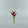 Para S - Heliconia rouge