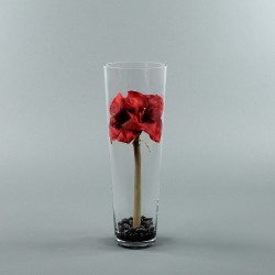 Conic L - Amaryllis rouge