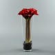 Conic L - Amaryllis x5 rouge