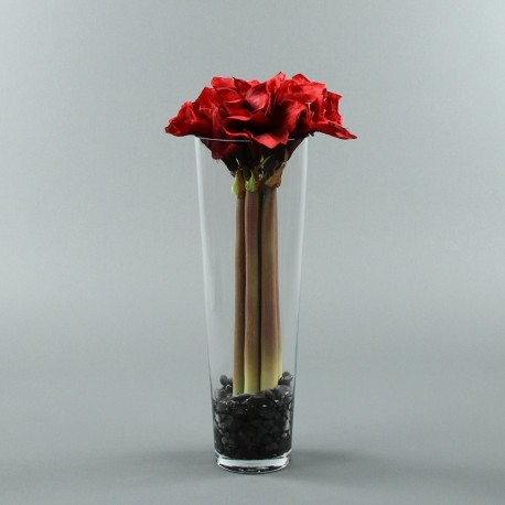 Conic L - Amaryllis x5 rouge