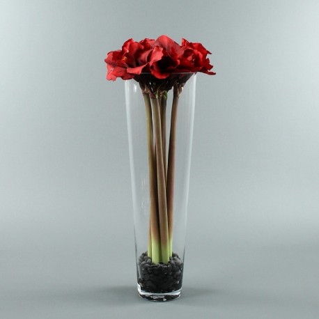 Conic XL - Amaryllis x6 rouge