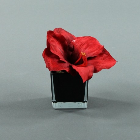 Cube S black - Amaryllis Rouge