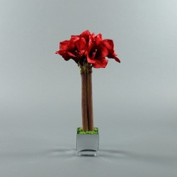 Cube M silver - Amaryllis Red 53cm