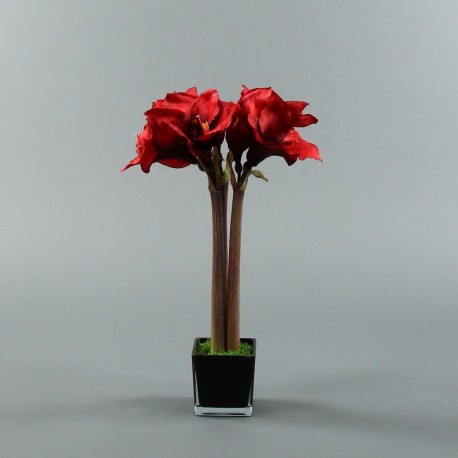Cube M black - Amaryllis Rouge