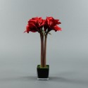 Cube M black - Amaryllis Red 53cm
