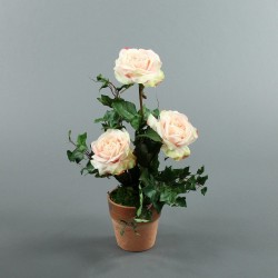 Pot en Terre Cuite - Rosier rose, Lierre