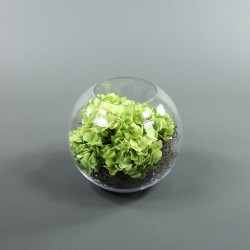 Boule XL - Hortensia Vert. Splint