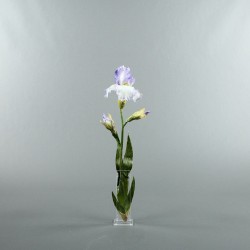 Para S - Iris lavender 59cm