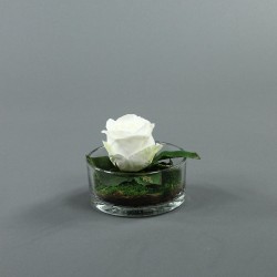 Cylindric clear - Rose white 15cm