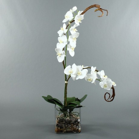 Cube L Clear - Orchidée blanc