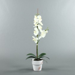 Pot en Terre Cuite blanc - Orchidée blanc
