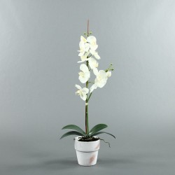 Terracotta Pot white - Orchid white 77cm