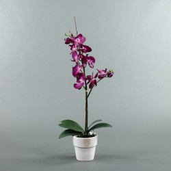 Pot en Terre Cuite blanc - Orchidée fushia